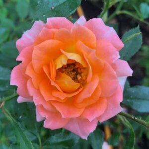 ORANGE HONEY (miniature)